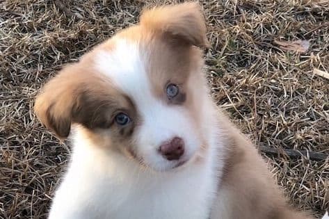 Border Collie Puppies breeder image 14