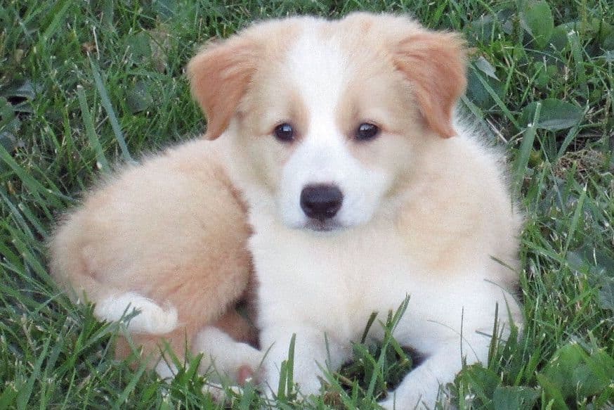 Border Collie Puppies breeder image 13