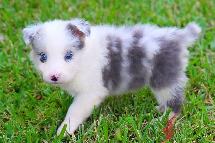 Border Collie Puppies breeder image 12