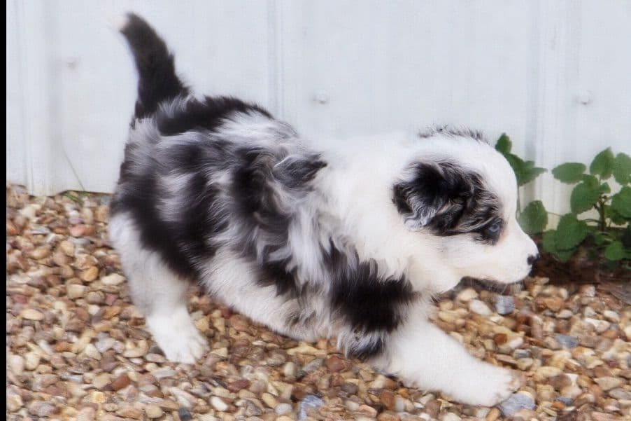 Border Collie Puppies breeder image 11
