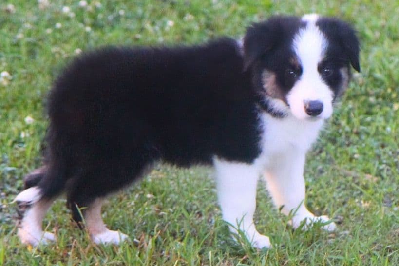 Border Collie Puppies breeder image 9