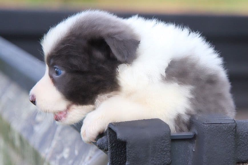 Border Collie Puppies breeder image 8