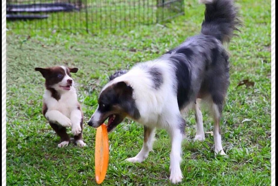 Border Collie Puppies breeder image 7