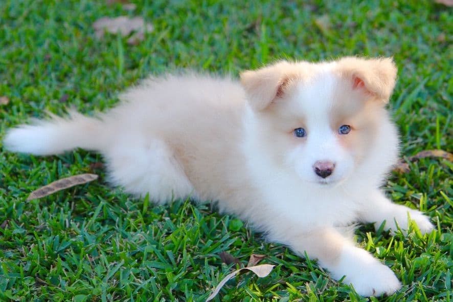 Border Collie Puppies breeder image 6