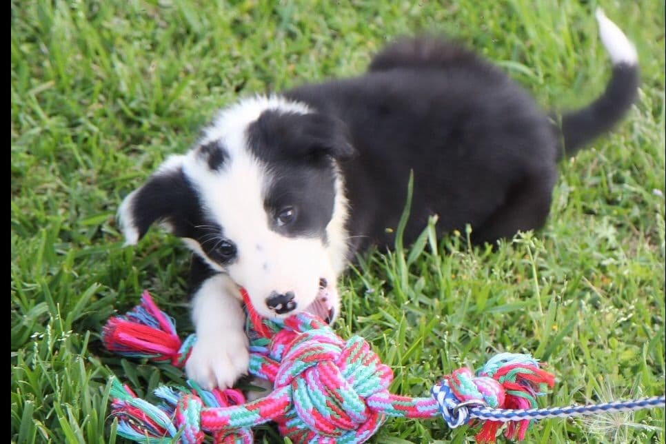 Border Collie Puppies breeder image 5