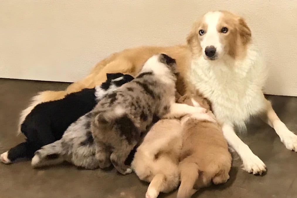 Border Collie Puppies breeder image 3