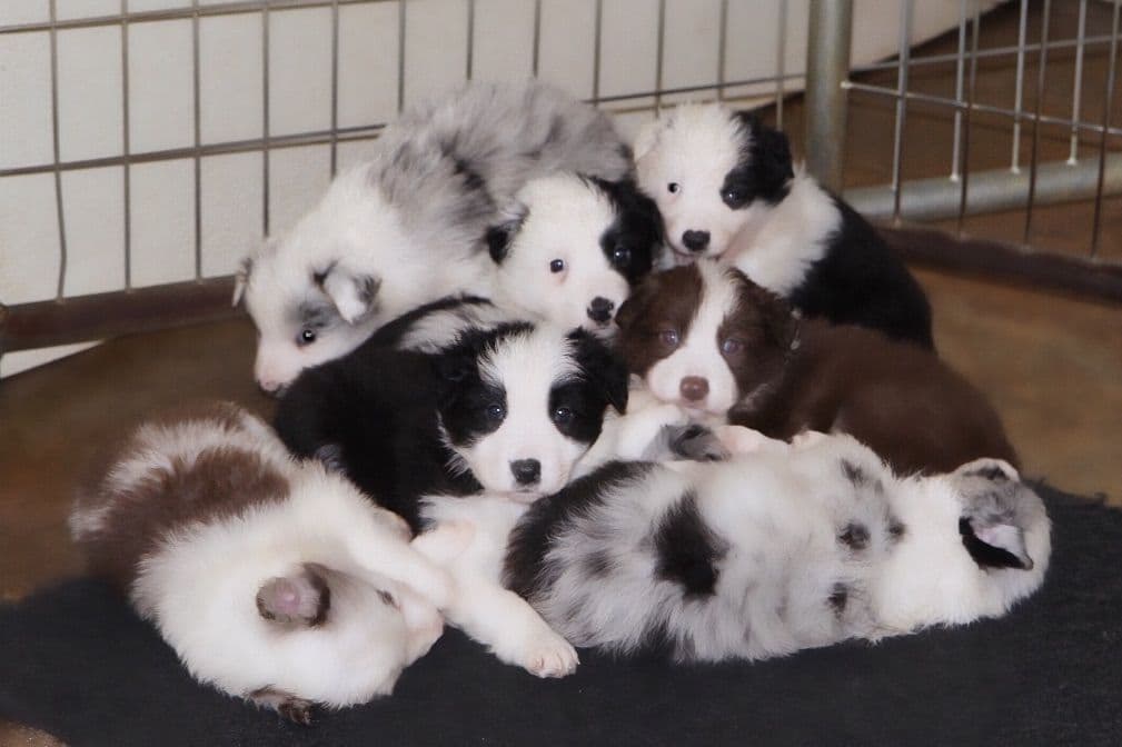 Border Collie Puppies breeder image 2