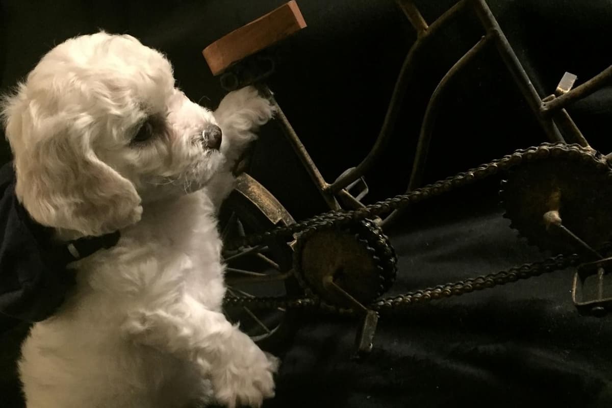 Bichon Frise Puppies breeder image 1