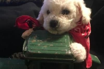 Bichon Frise Puppies breeder image 2