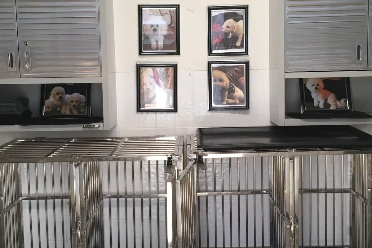 Bichon Frise Puppies breeder image 5