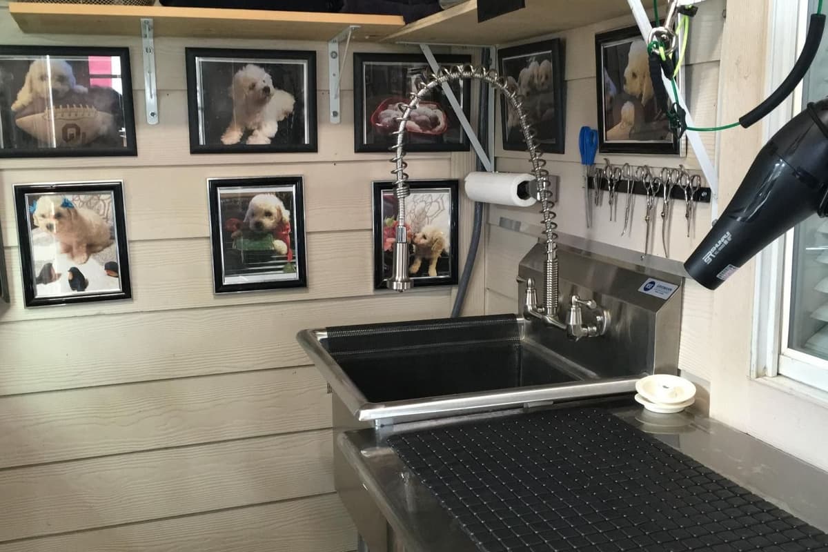 Bichon Frise Puppies breeder image 7