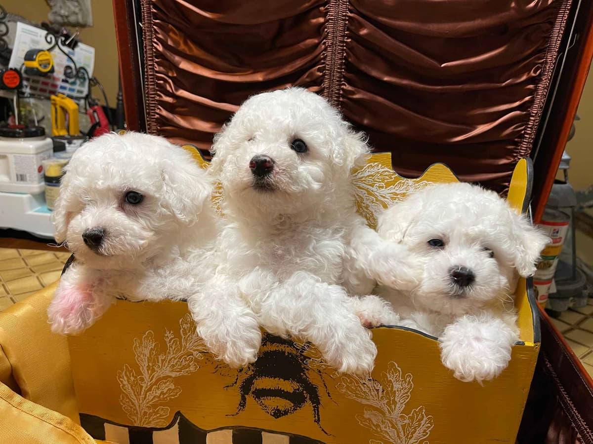 Bichon Frise Puppies breeder image 13