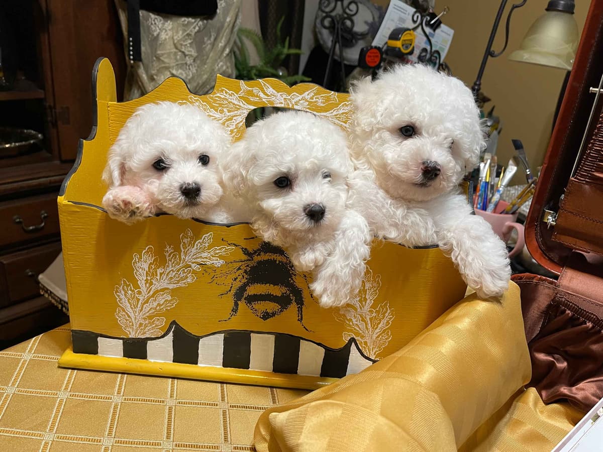 Bichon Frise Puppies breeder image 14