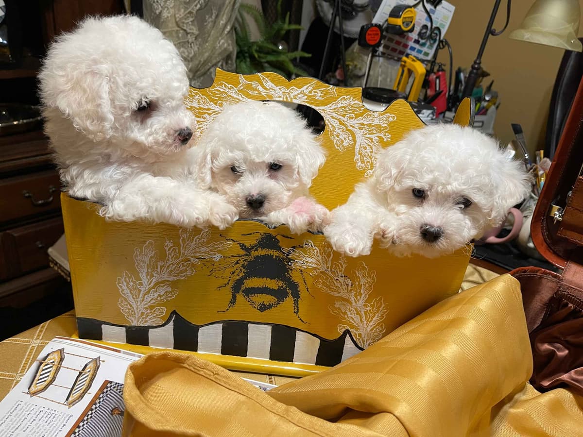 Bichon Frise Puppies breeder image 15