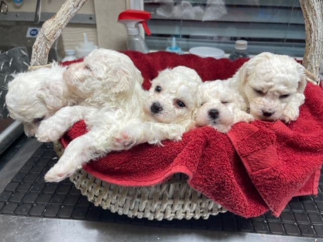 Bichon Frise Puppies media 2
