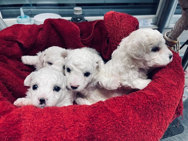 Bichon Frise Puppies media 3