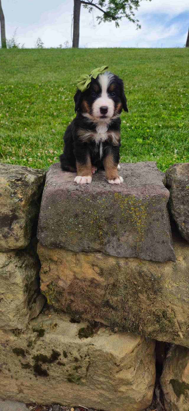 Bernese Mountain Dog Puppies media 2