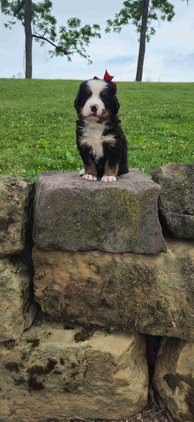 Bernese Mountain Dog Puppies media 3
