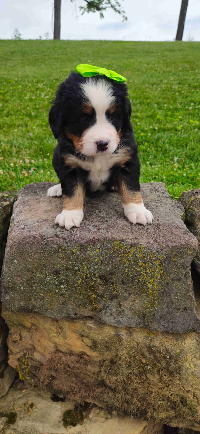 Bernese Mountain Dog Puppies media 4