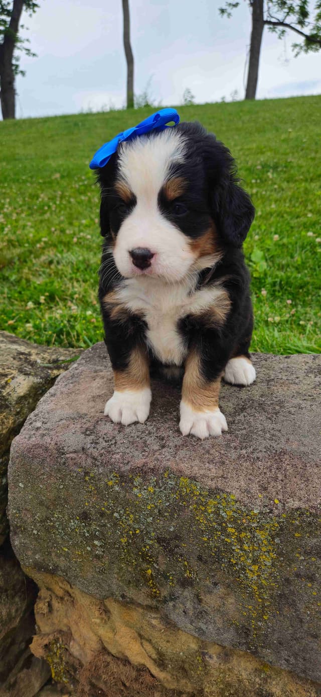 Bernese Mountain Dog Puppies media 6