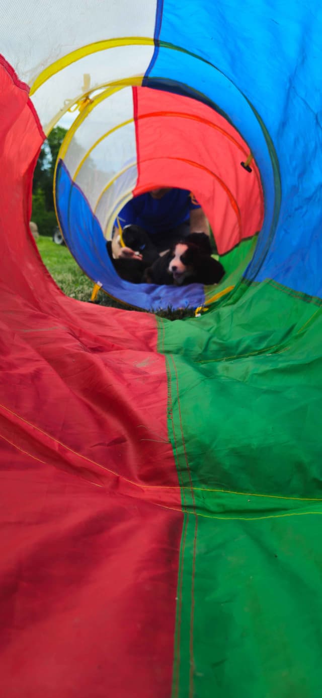 Bernese Mountain Dog Puppies media 7