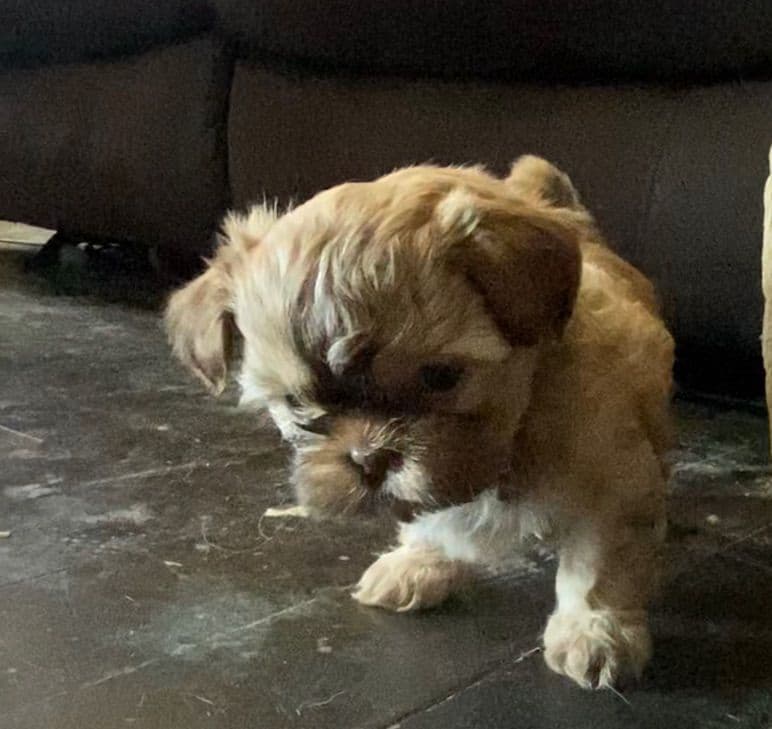 Shih Tzu Puppies breeder image 1