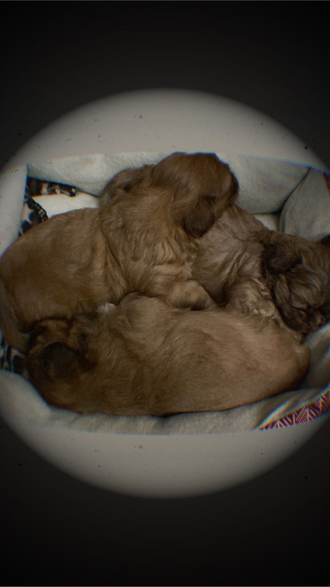 Shih Tzu Puppies breeder image 3