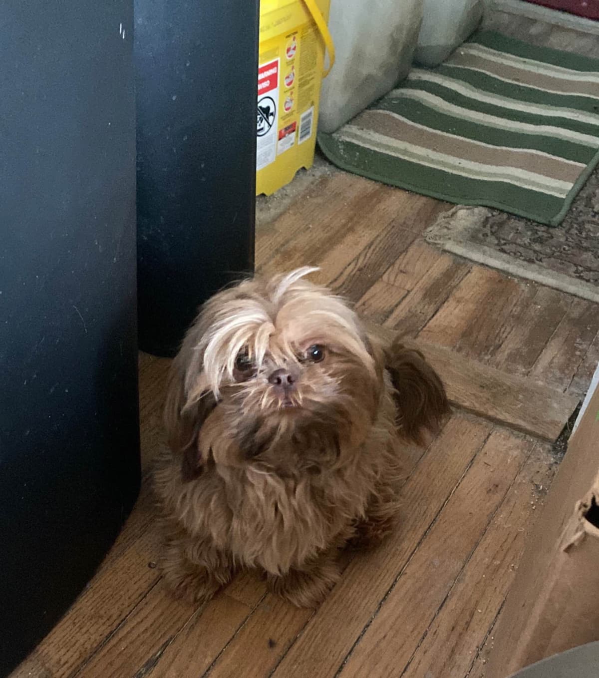 Shih Tzu Puppies breeder image 4