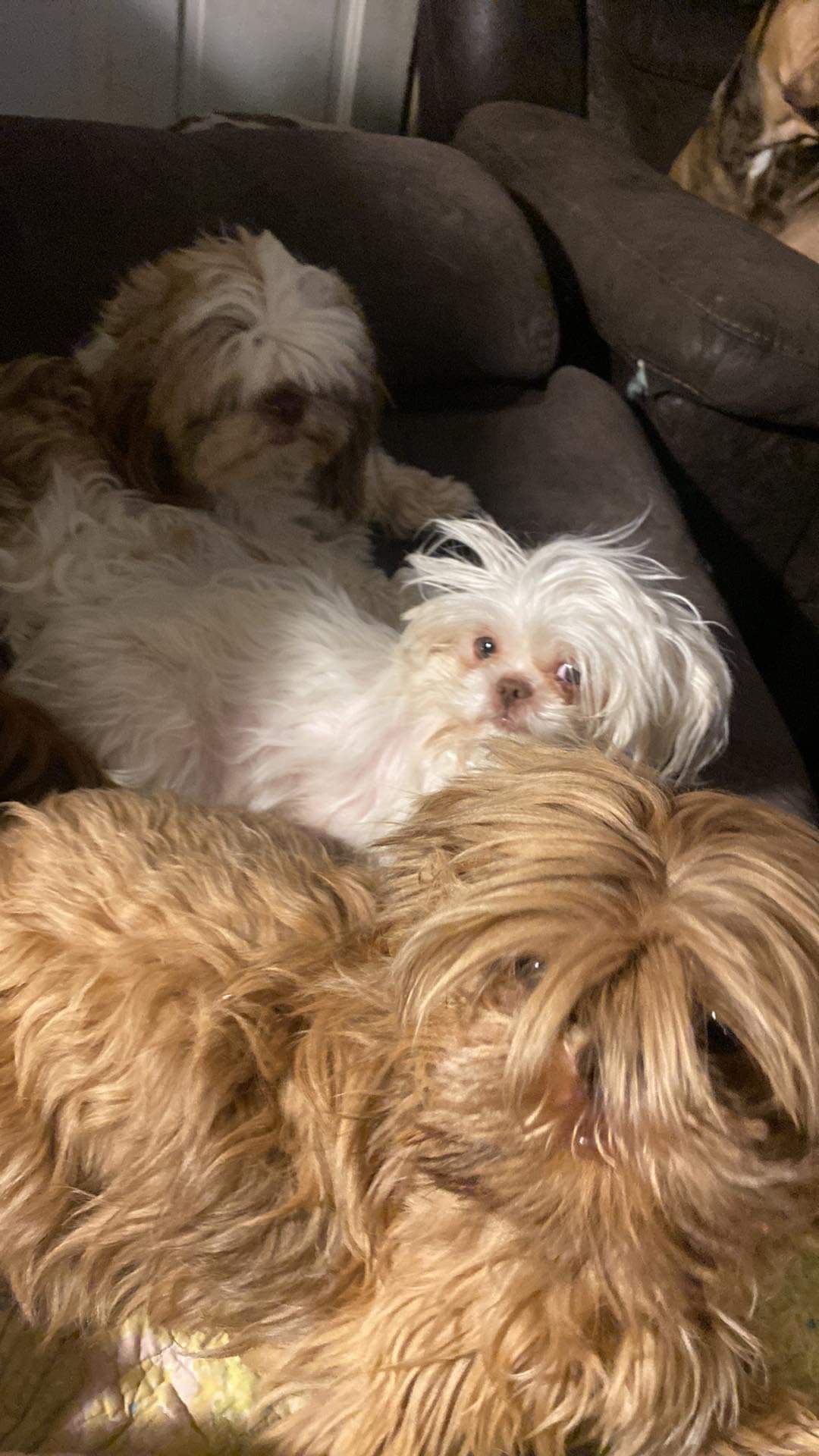 Shih Tzu Puppies breeder image 5