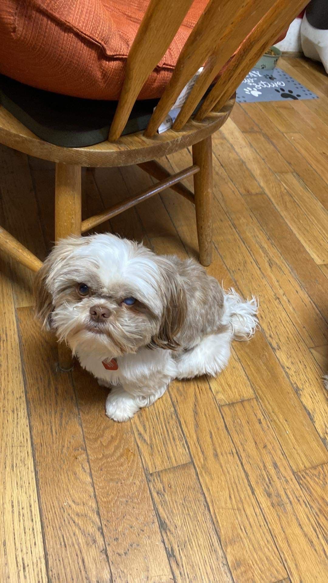 Shih Tzu Puppies breeder image 6