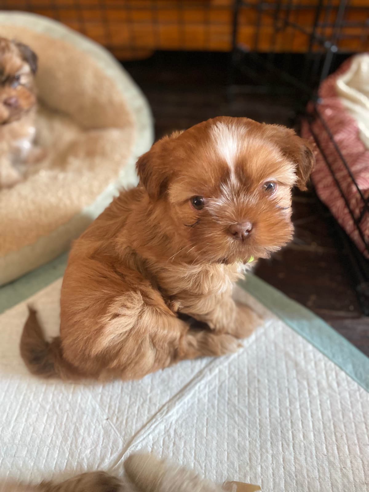 Shih Tzu Puppies breeder image 7