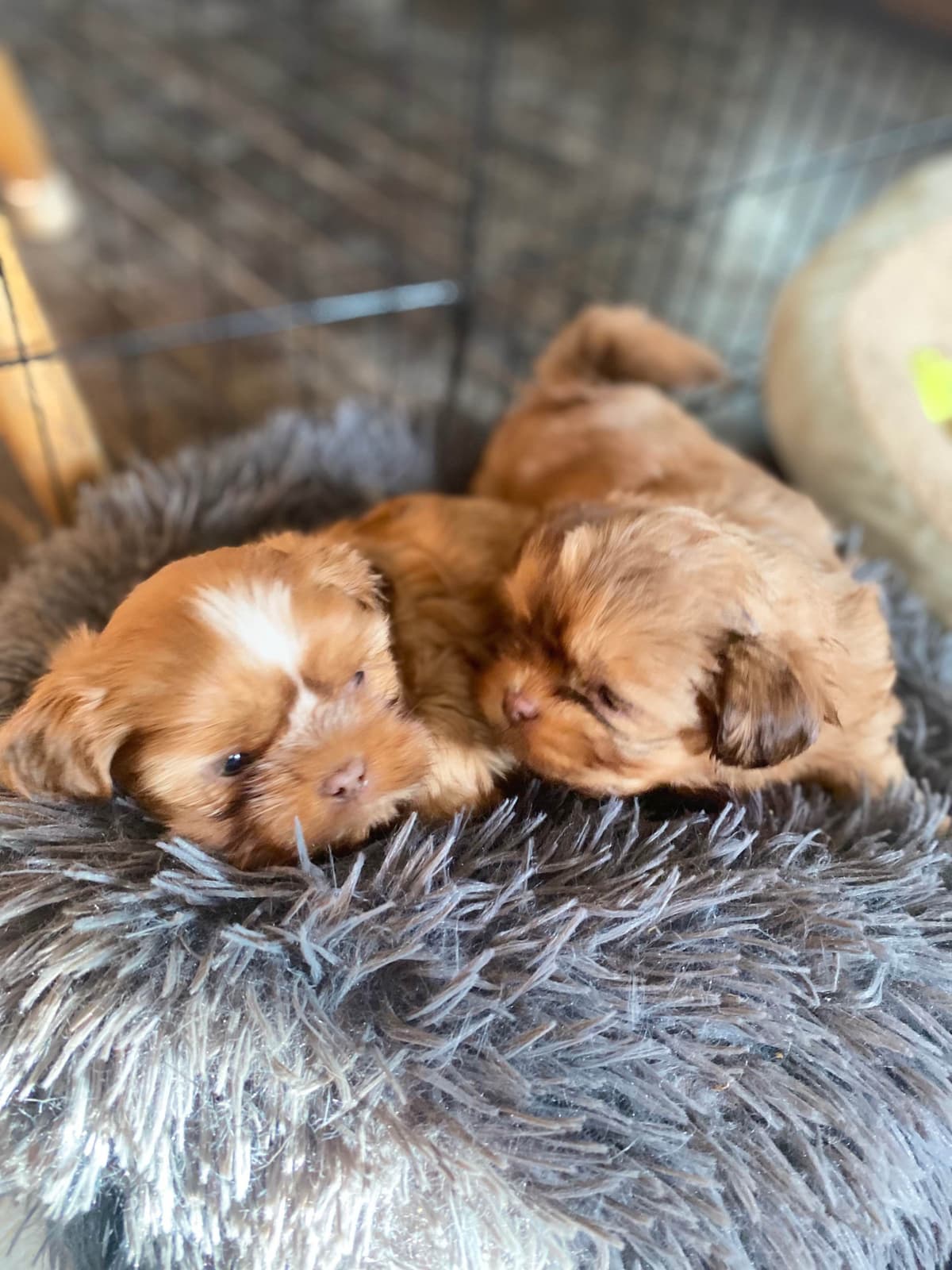 Shih Tzu Puppies breeder image 10
