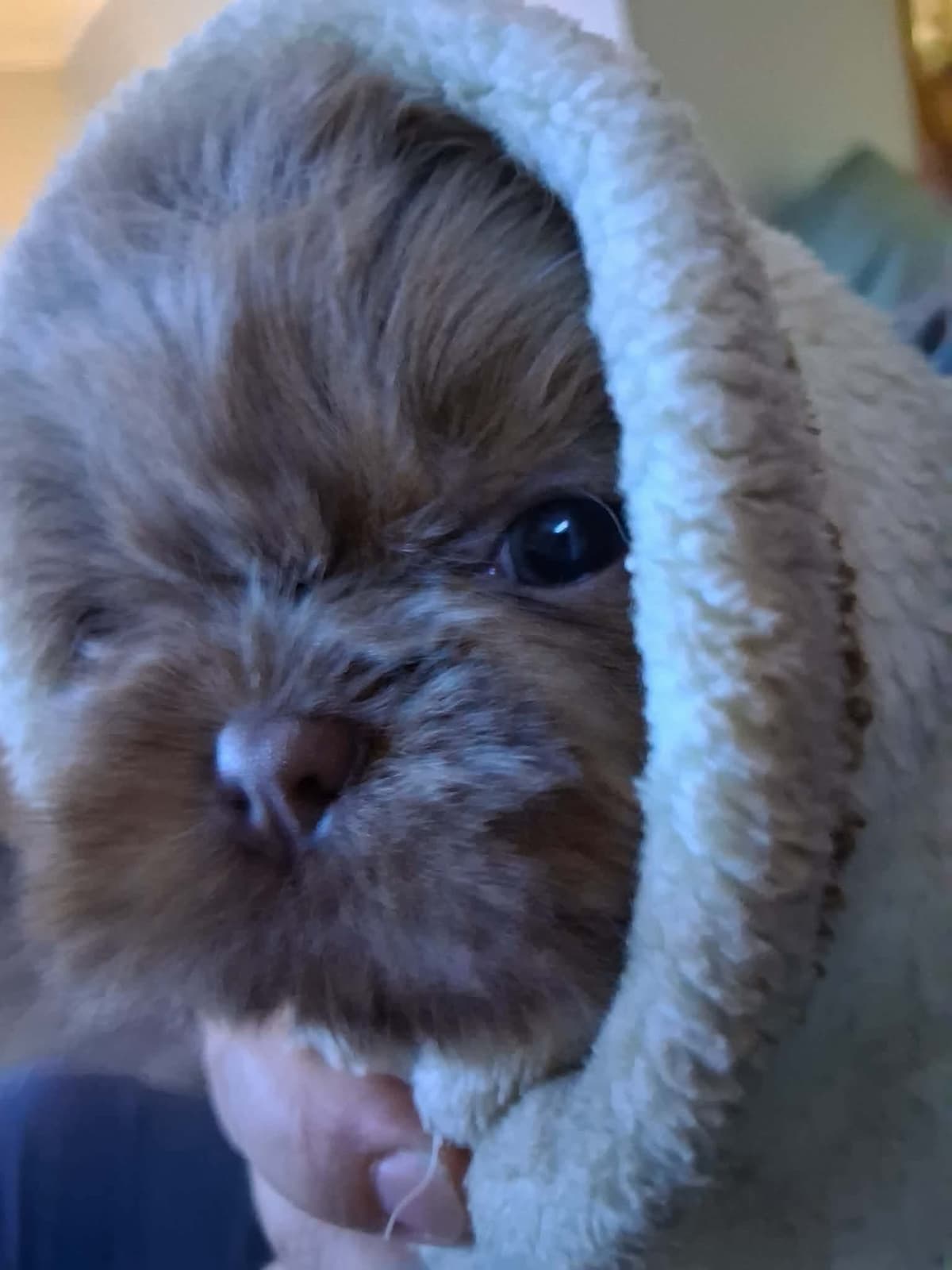 Shih Tzu Puppies breeder image 11