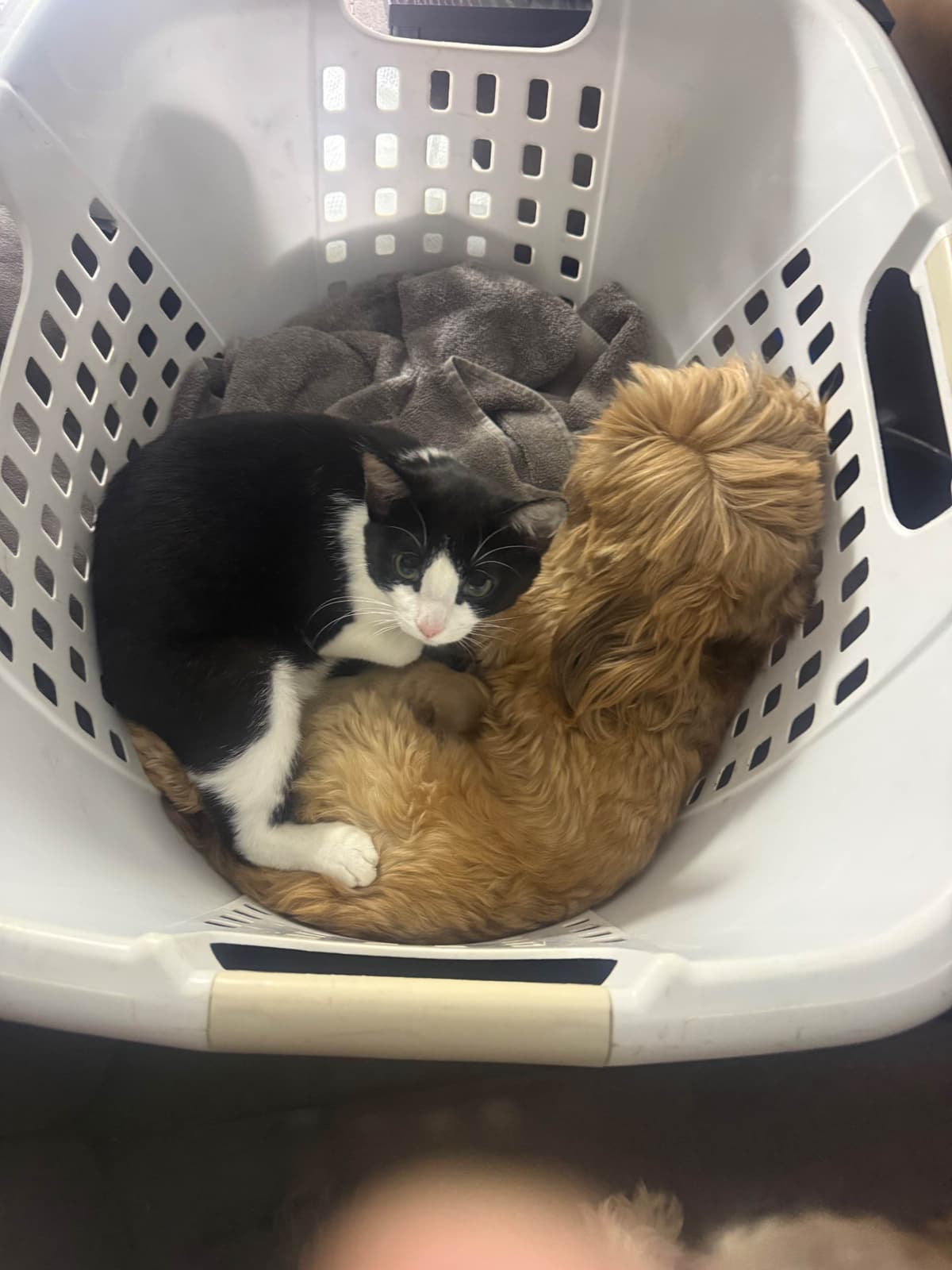 Shih Tzu Puppies breeder image 13