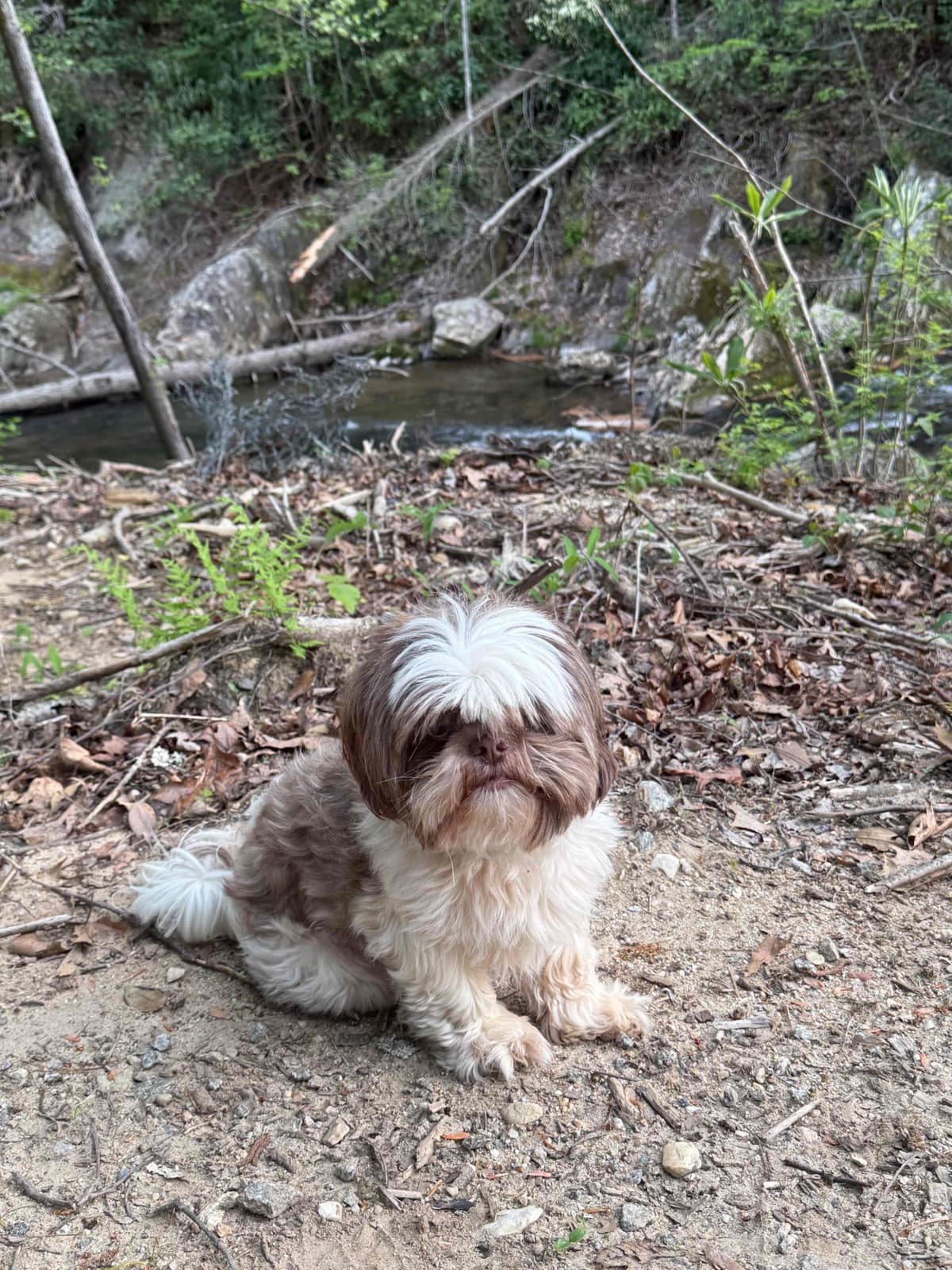 Shih Tzu Puppies breeder image 14