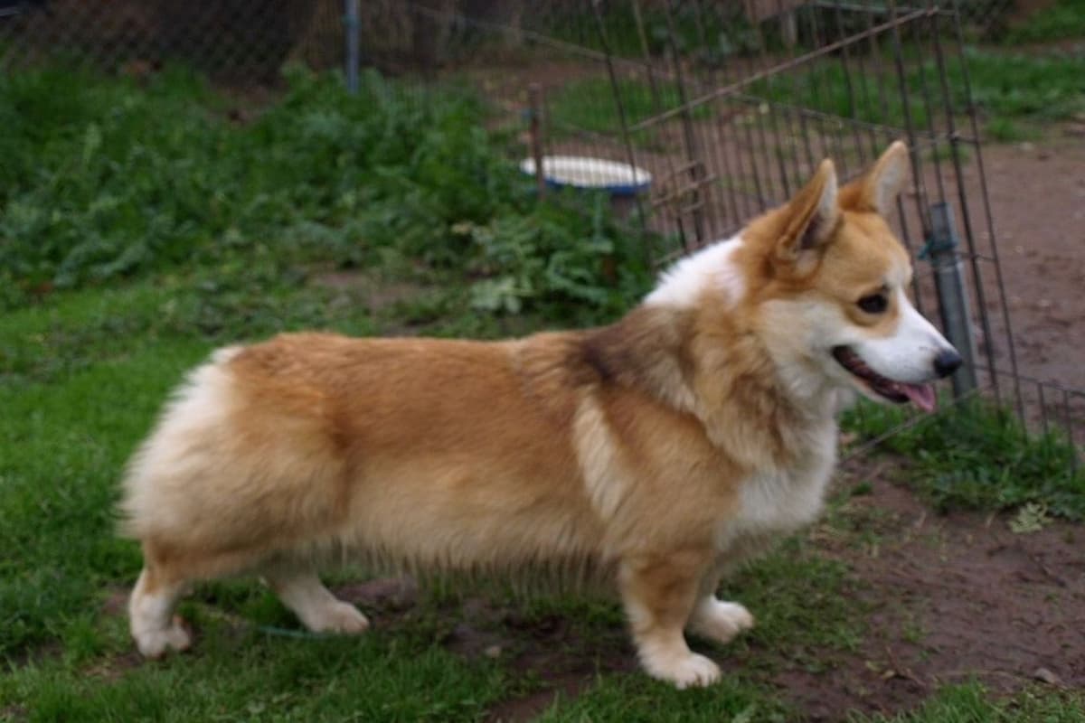 Amsburg's line DM clear puppies breeder image 2