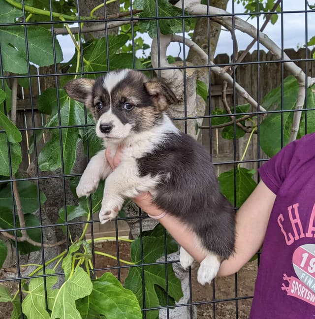 Amsburg's line DM clear puppies media 2