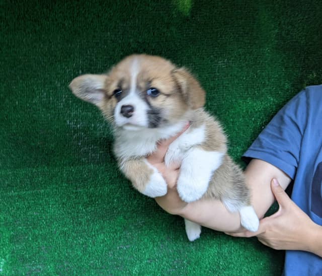 Amsburg's line DM clear puppies media 2