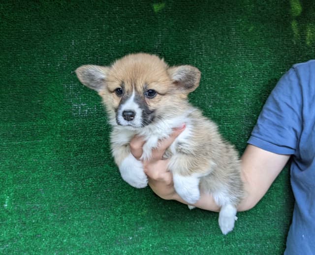 Amsburg's line DM clear puppies media 3