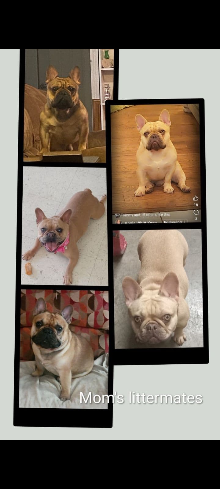 French Bulldog Puppies breeder image 10