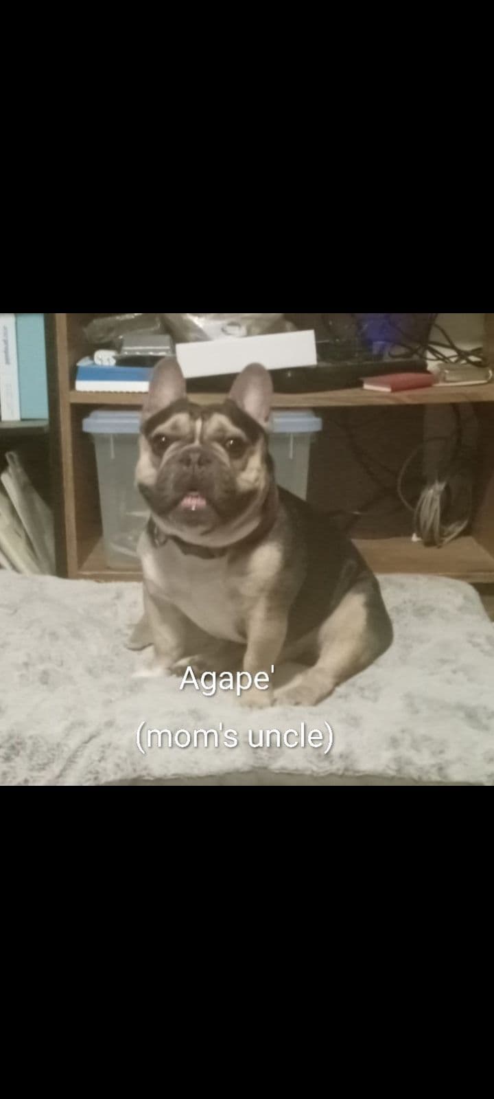 French Bulldog Puppies breeder image 11