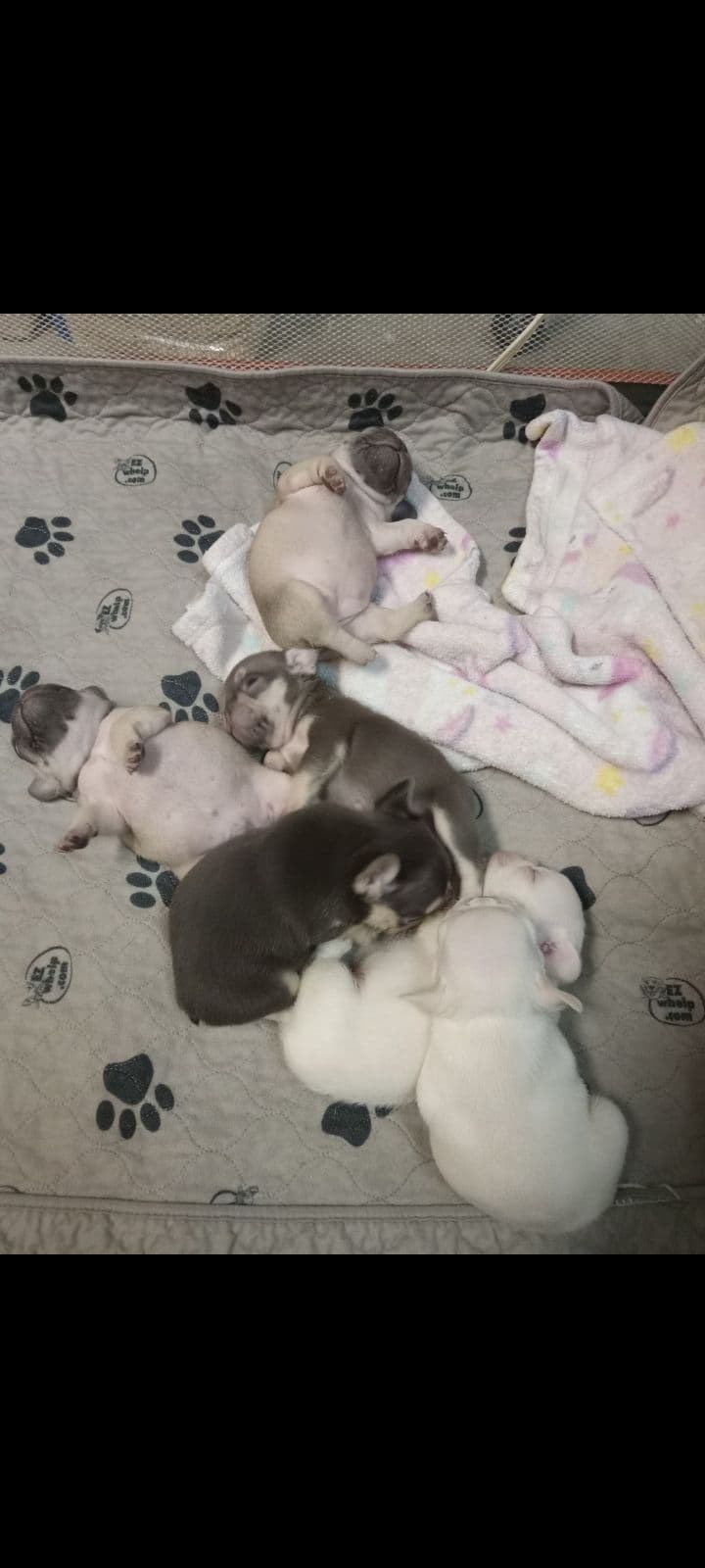 French Bulldog Puppies breeder image 9