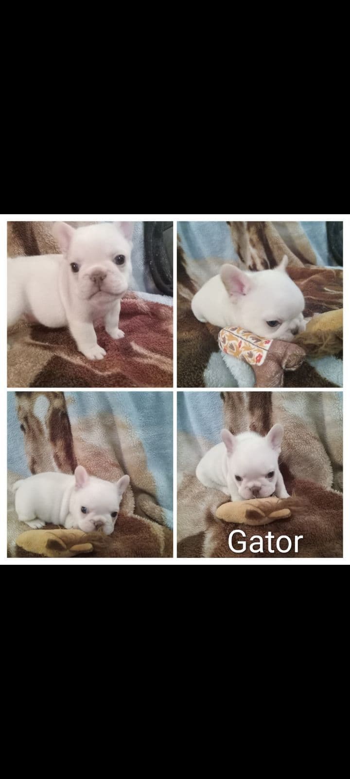 French Bulldog Puppies breeder image 2
