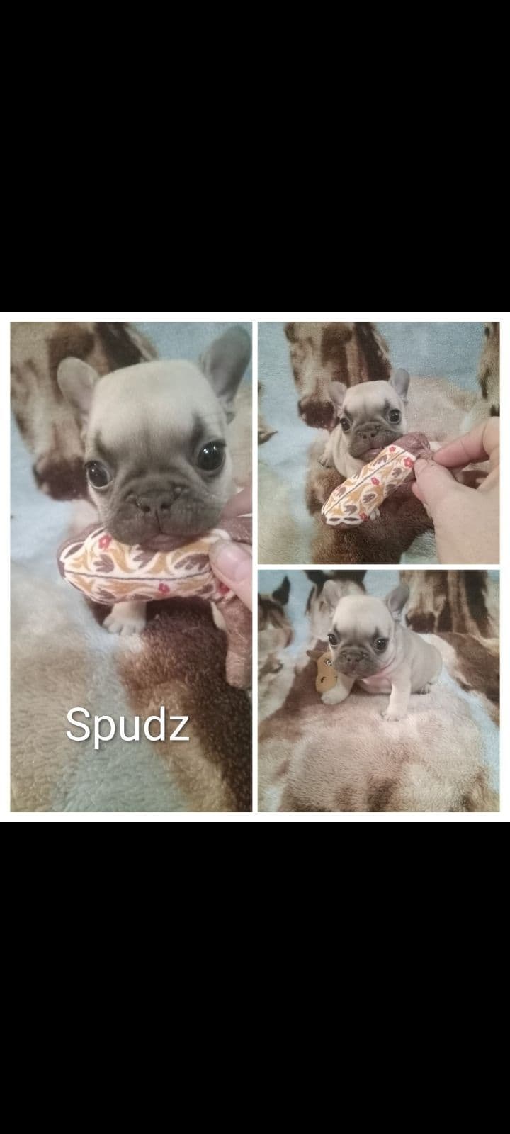 French Bulldog Puppies breeder image 4
