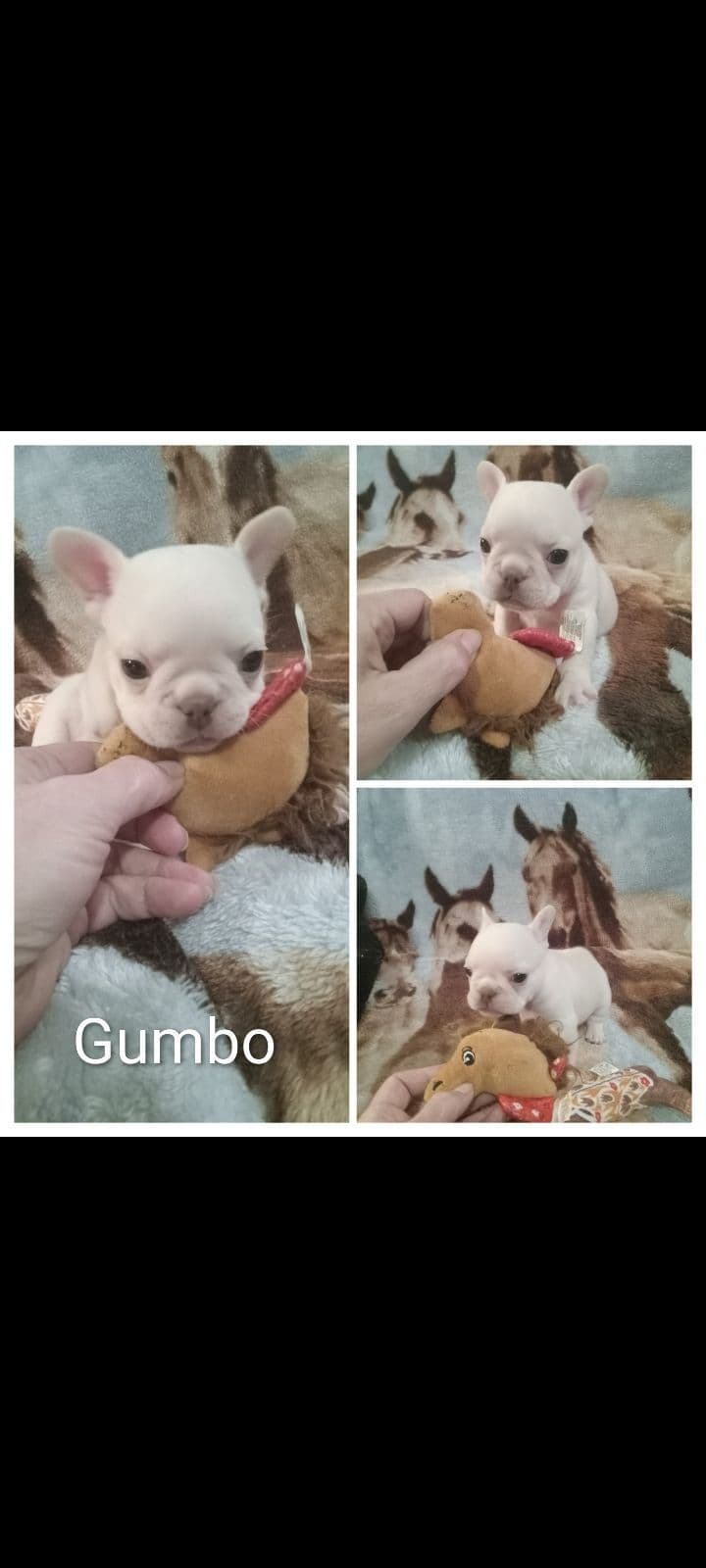 French Bulldog Puppies breeder image 5