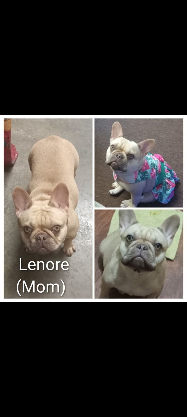 French Bulldog Puppies breeder image 7