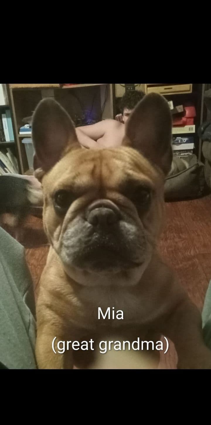 French Bulldog Puppies breeder image 12