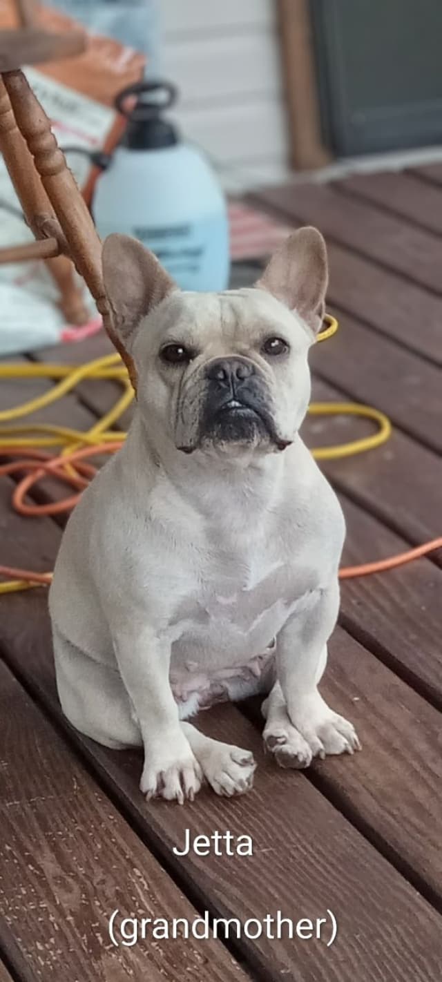 French Bulldog Puppies media 17