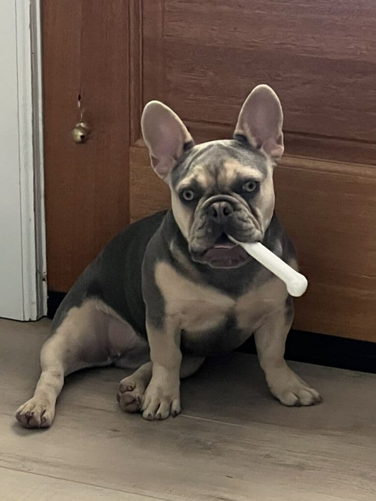 French Bulldog Puppies breeder image 14