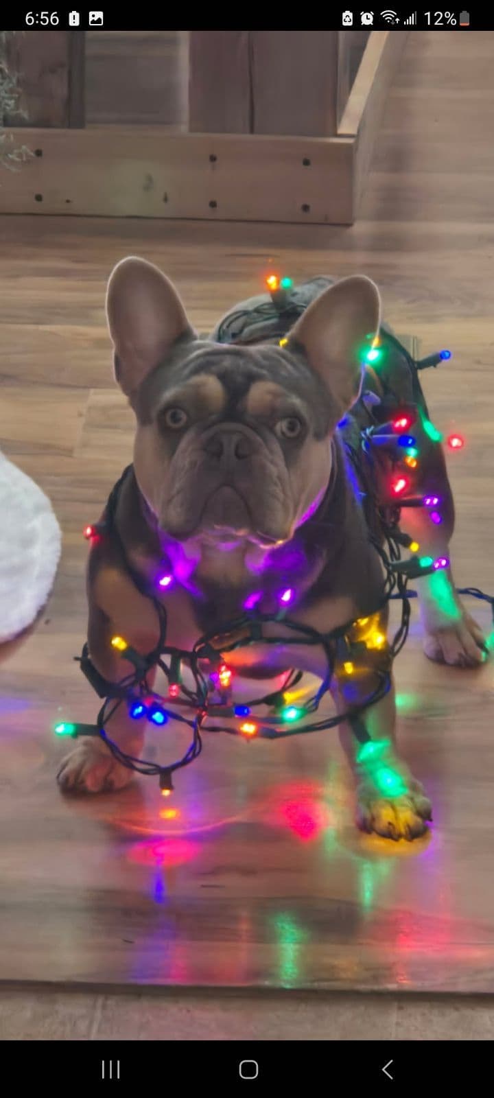French Bulldog Puppies breeder image 15